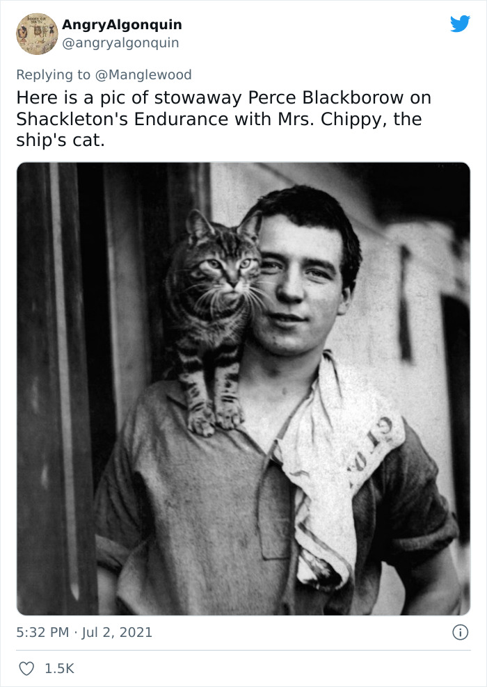 Twitter User Shared 14 Historical Photos Of Cats Chilling In Their Tiny Hammocks Aboard Naval Ships Twitter User Shared 14 Historical Photos Of Cats Chilling In Their Tiny Hammocks Aboard Naval Ships