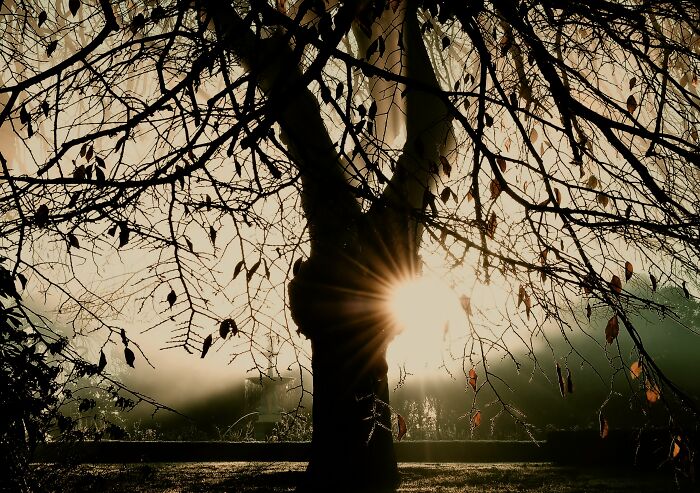 Foggy Winter Morning In South Canterbury Nz