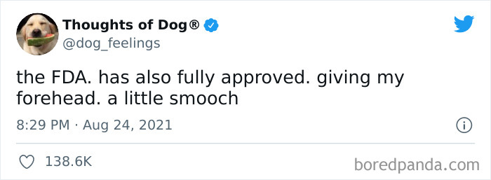 Funny-Tweets-Thoughts-Of-Dog