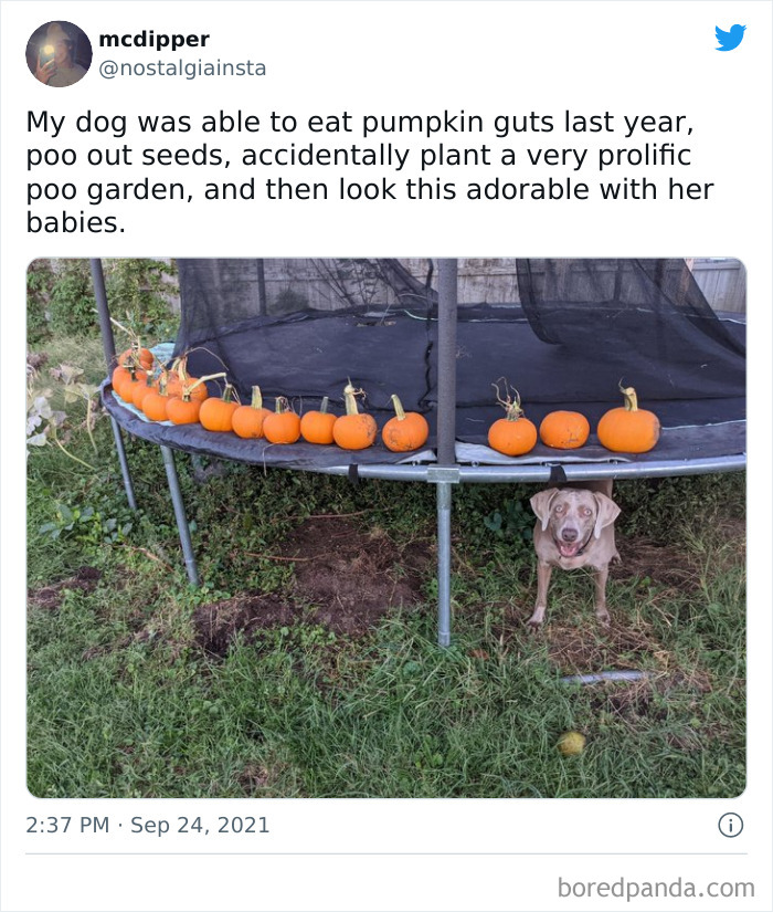 Dog under trampoline with pumpkins on top, representing chaotic good actions and an accidental pumpkin garden.