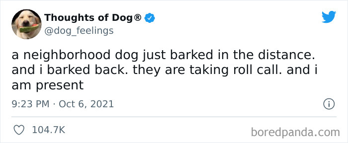 Funny-Tweets-Thoughts-Of-Dog