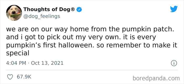 Funny-Tweets-Thoughts-Of-Dog