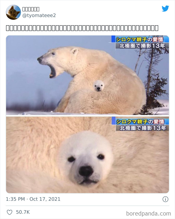 A Polar Bear's Parent And Child Photographed In The Arctic Circle, And A Child Buried In The Parent's Body, Look Synthetic