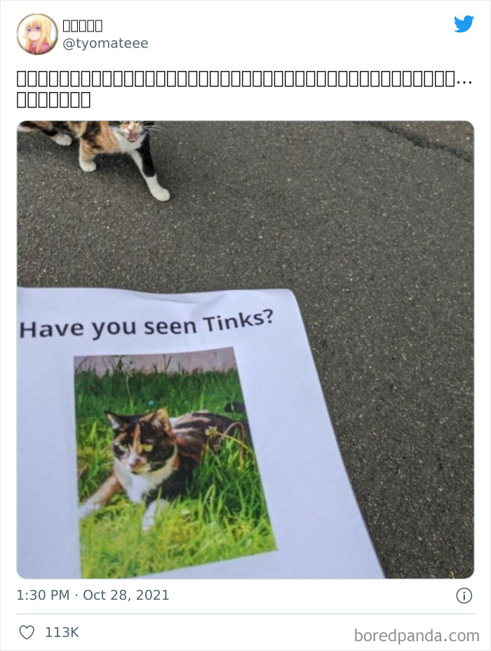 When I Was Walking While Looking At The Poster Of A Lost Cat, I Casually Encountered A Cat That Looked Exactly Like The Poster