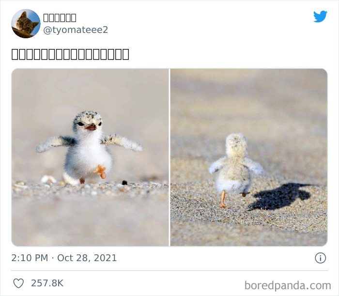 Two adorable baby birds with fluffy feathers walking and running on a sandy beach in bright natural light.