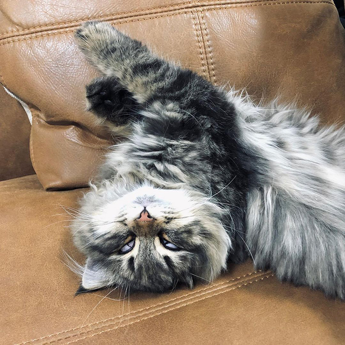 Meet Yamaneco, The Cat Who Has More Facial Expressions Than You