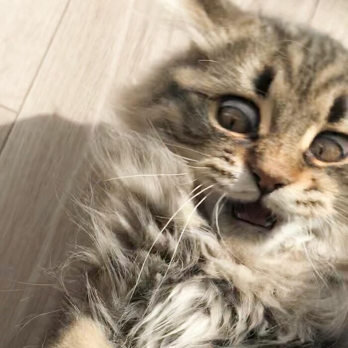 Meet Yamaneco, The Cat Who Has More Facial Expressions Than You