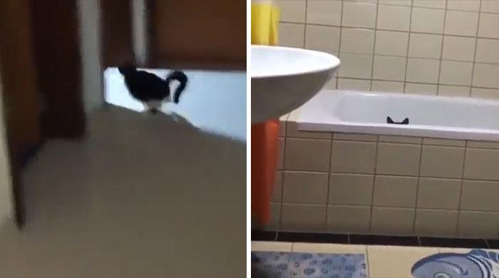 No puedes ocultarte de mí, Catto