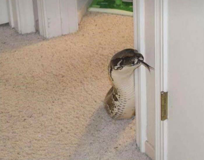 Animals With Powerful Auras