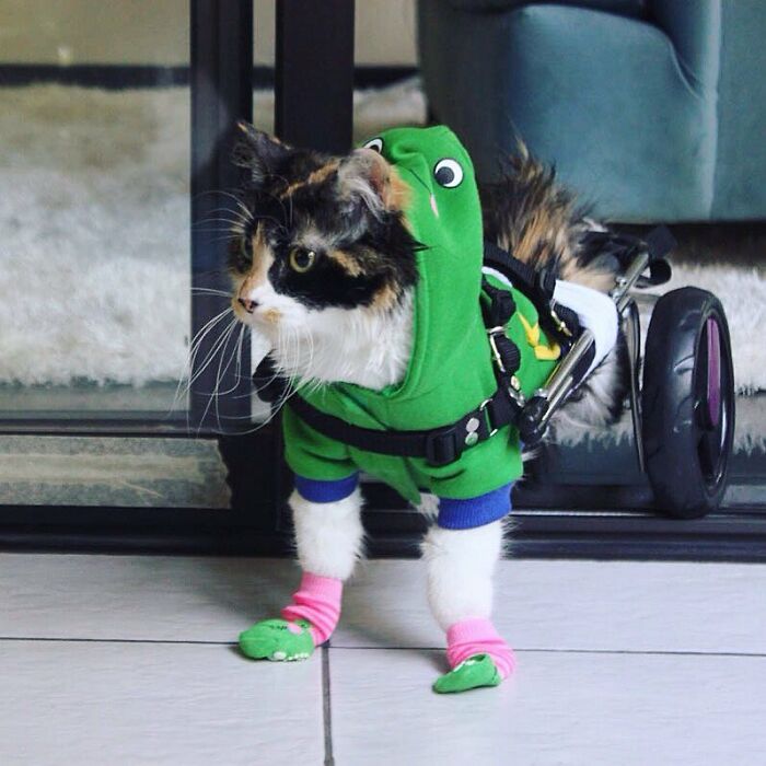 Meet Sally, The Mermaid Cat Who Is Paralyzed From The Waist Down And Shows How Incredible The Bond With A Special Needs Pet Can Be