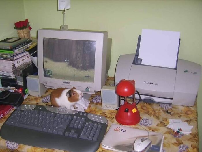 Pictures From Polish Profiles