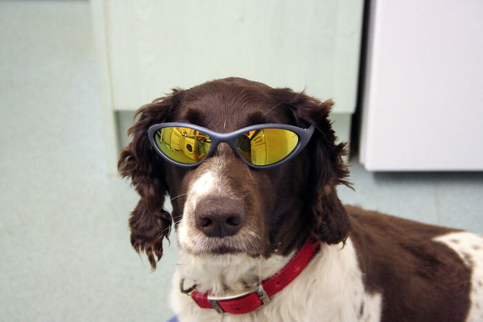 Dog wearing reflective sunglasses indoors, illustrating someone in an online group discussing products worth money.