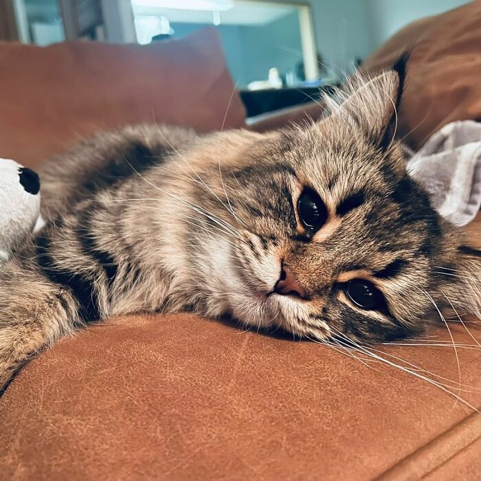 Meet Yamaneco, The Cat Who Has More Facial Expressions Than You