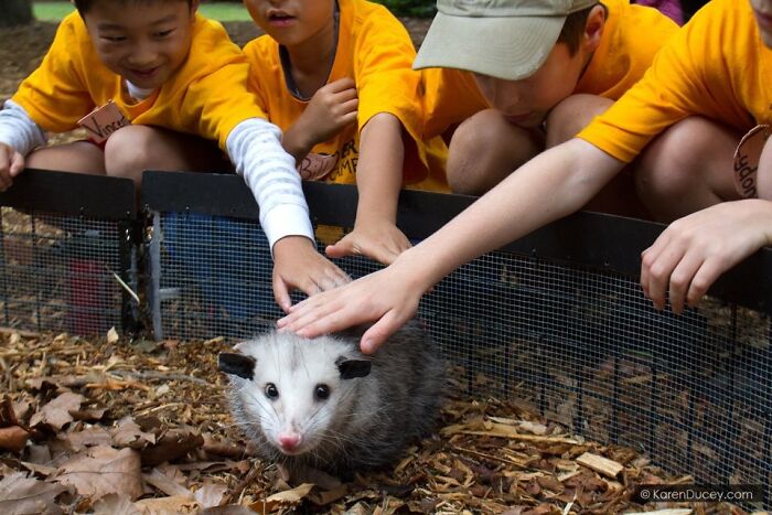 Animals With Powerful Auras