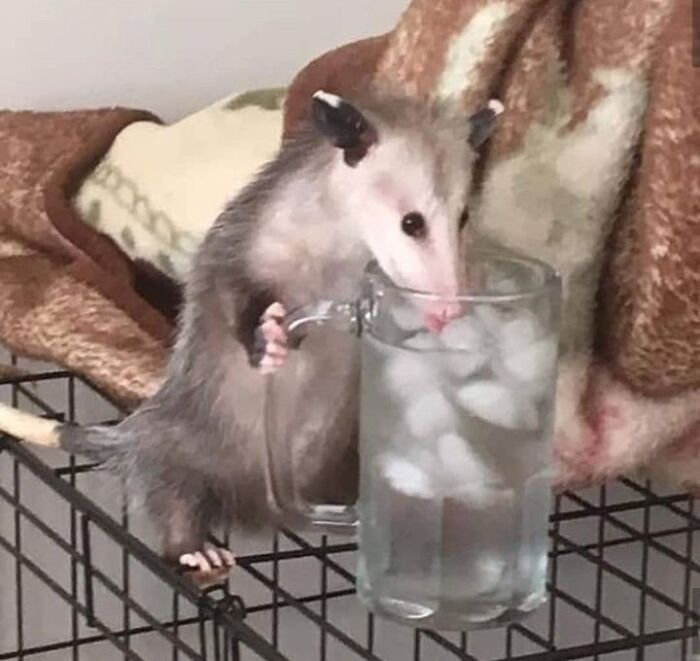 Animals With Powerful Auras