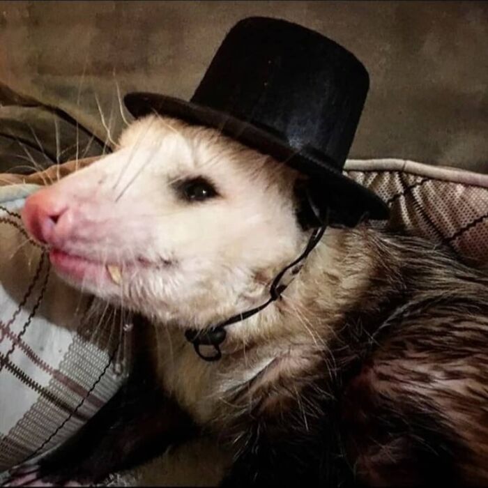 Animals With Powerful Auras