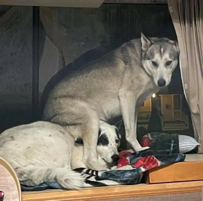 Animals With Powerful Auras