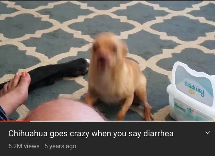 Animals With Powerful Auras