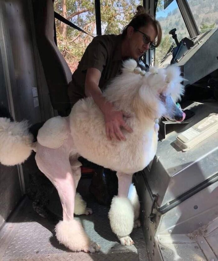 UPS driver inside delivery truck petting a large white poodle, showcasing dogs UPS drivers meet on their routes.