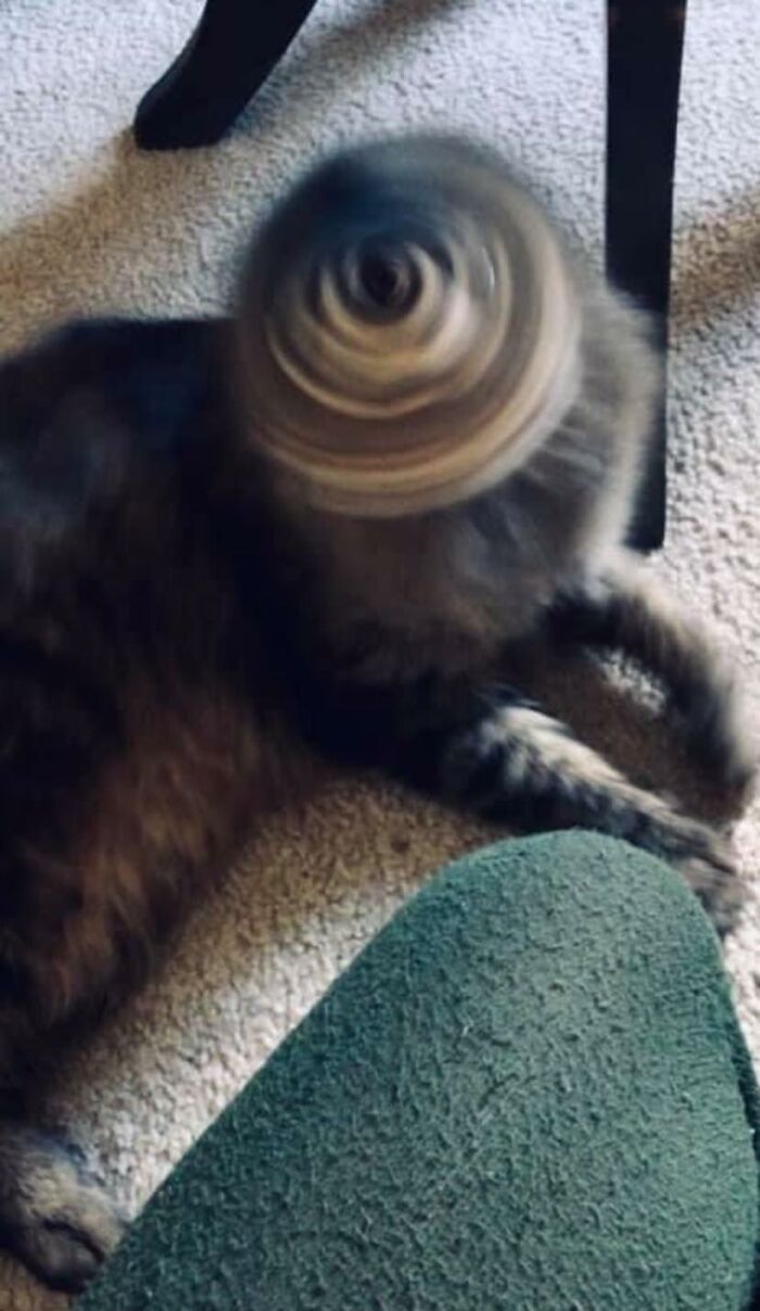 Animals With Powerful Auras