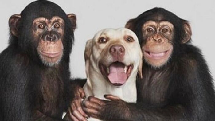 Animals With Powerful Auras