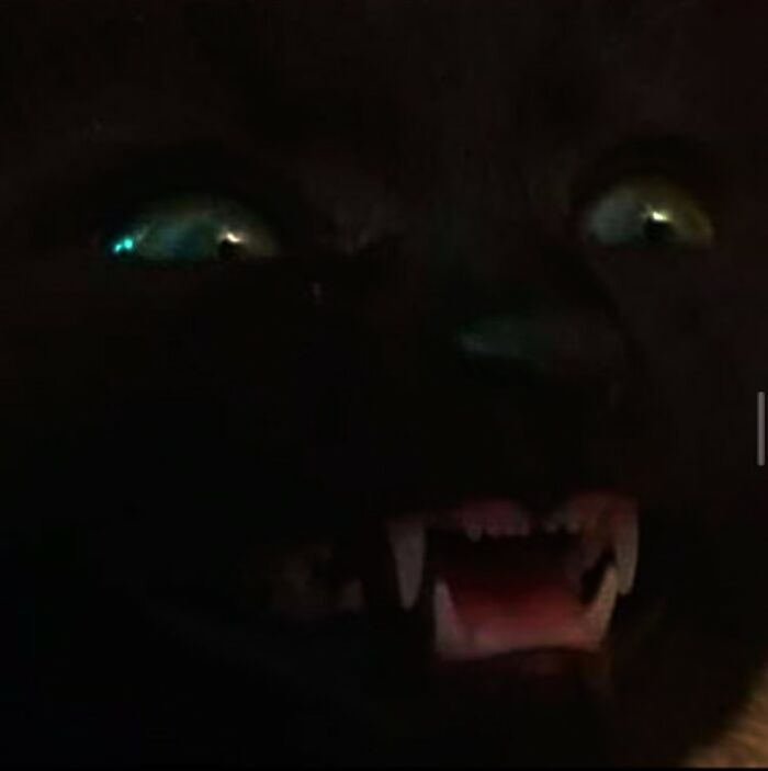 Animals With Powerful Auras