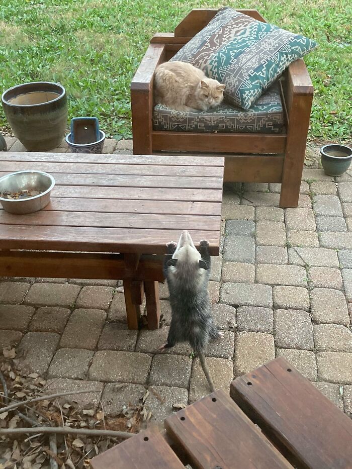 Animals With Powerful Auras