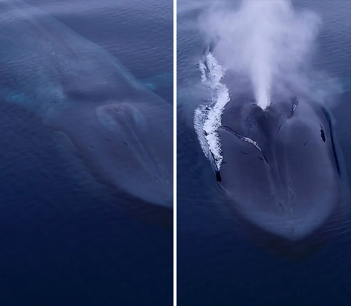 El animal más grande