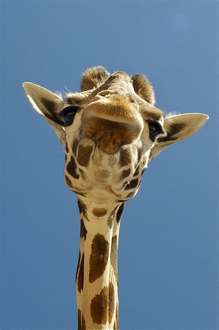 Animals With Powerful Auras