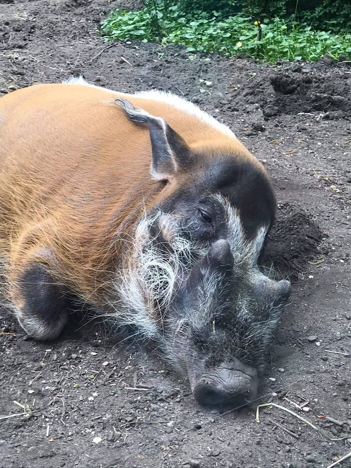 Animals With Powerful Auras