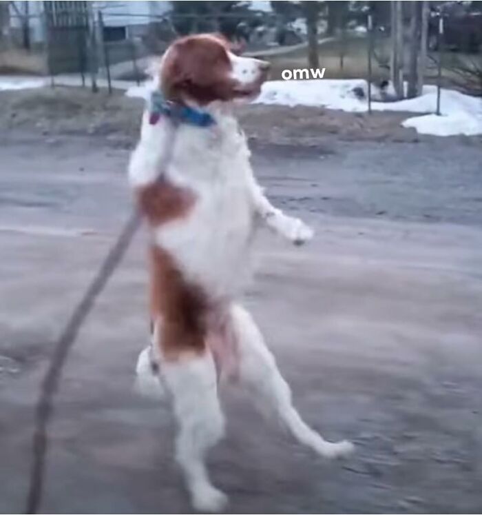 Animals With Powerful Auras