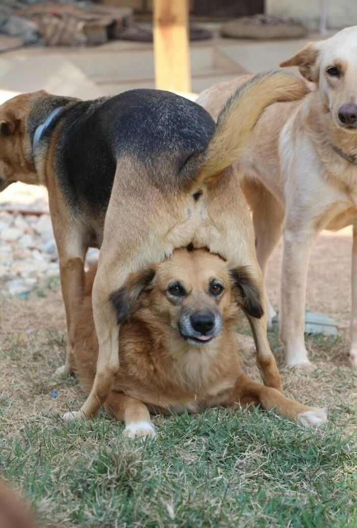 Animals With Powerful Auras