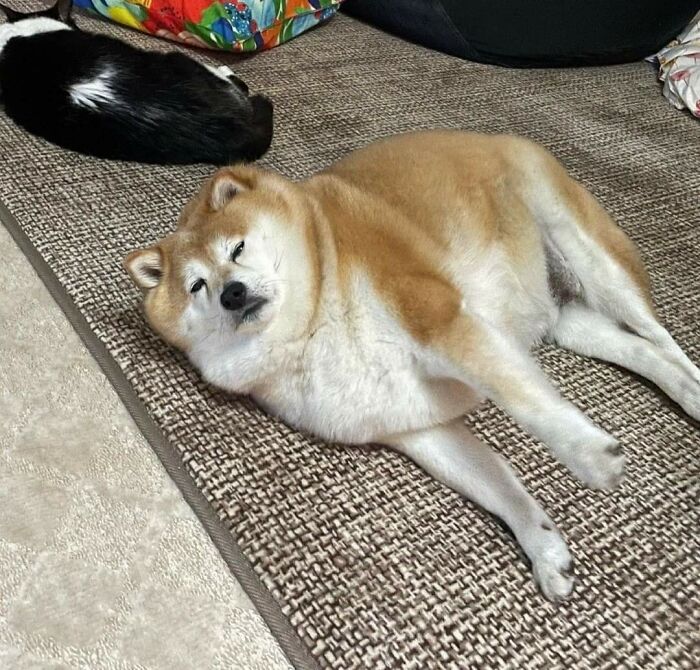 Animals With Powerful Auras