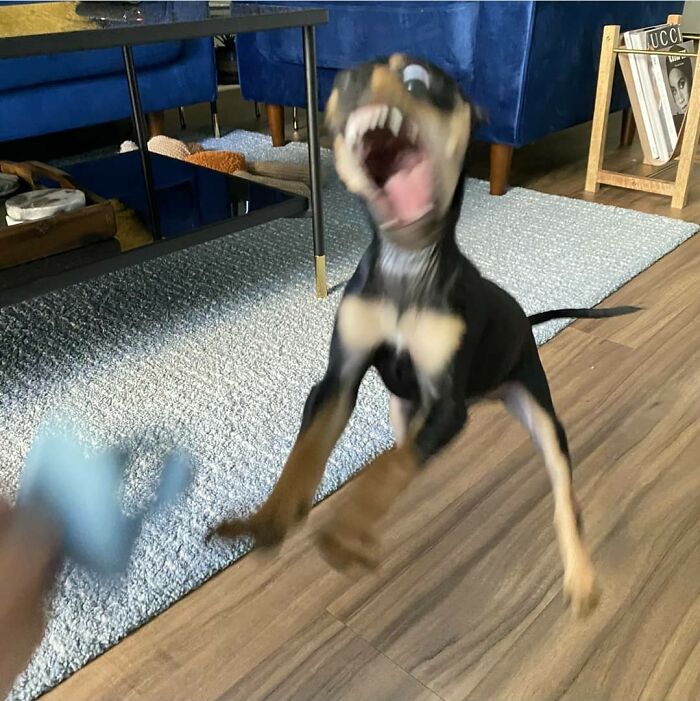 Animals With Powerful Auras