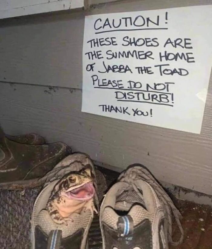 Animals With Powerful Auras