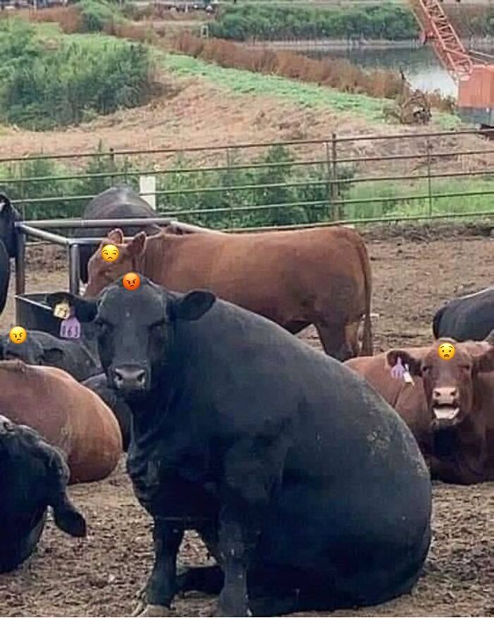 Animals With Powerful Auras