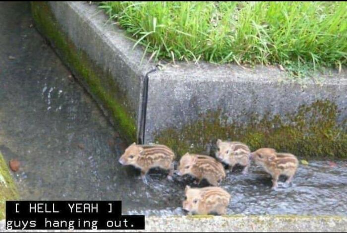 Animals With Powerful Auras