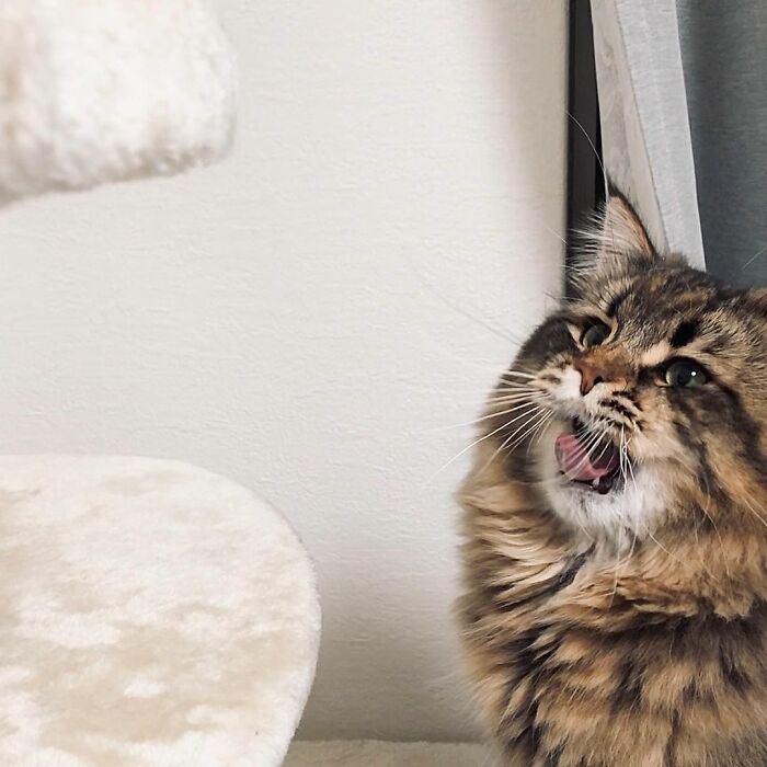 Meet Yamaneco, The Cat Who Has More Facial Expressions Than You