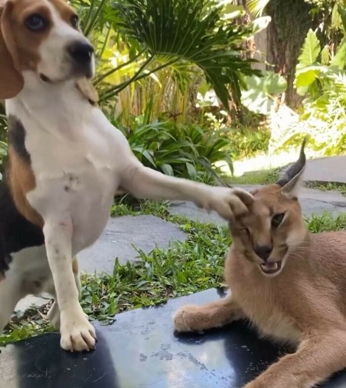 Animals With Powerful Auras