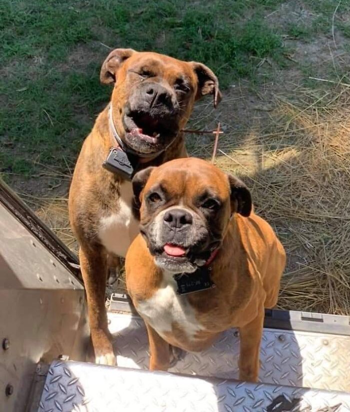 Two happy dogs wearing collars, seen from above while standing on metal steps during a sunny day.
