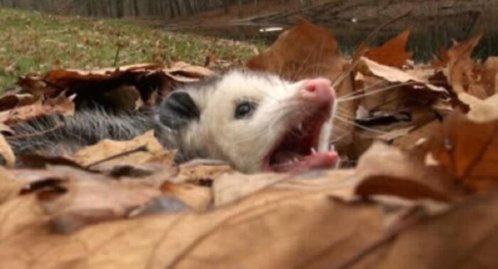 Animals With Powerful Auras