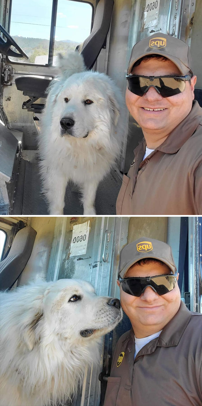 UPS driver smiling with a large white dog inside a delivery truck on a regular route.