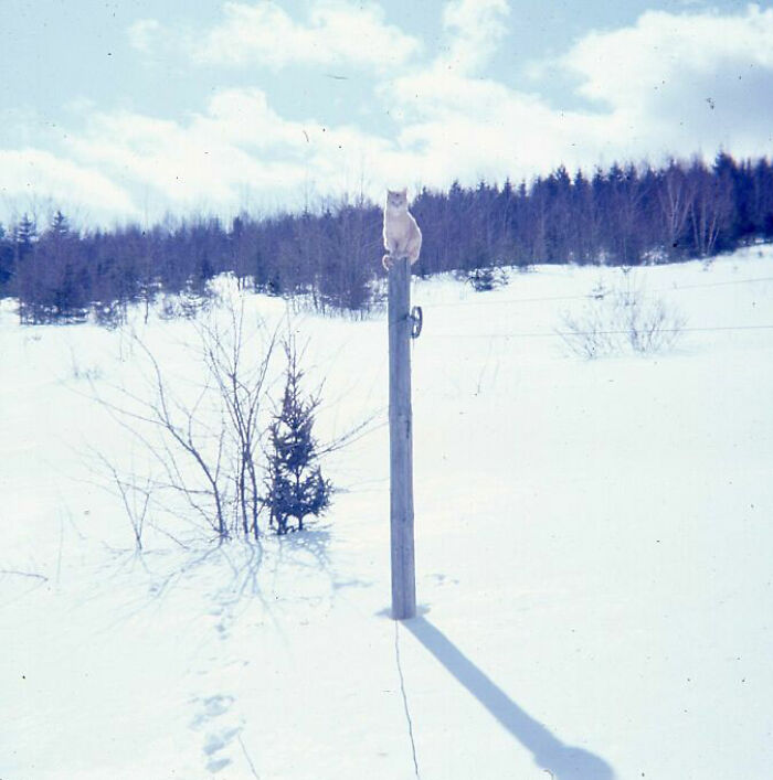Cómo evitar la nieve. Foto de un gato tomada en 1967.