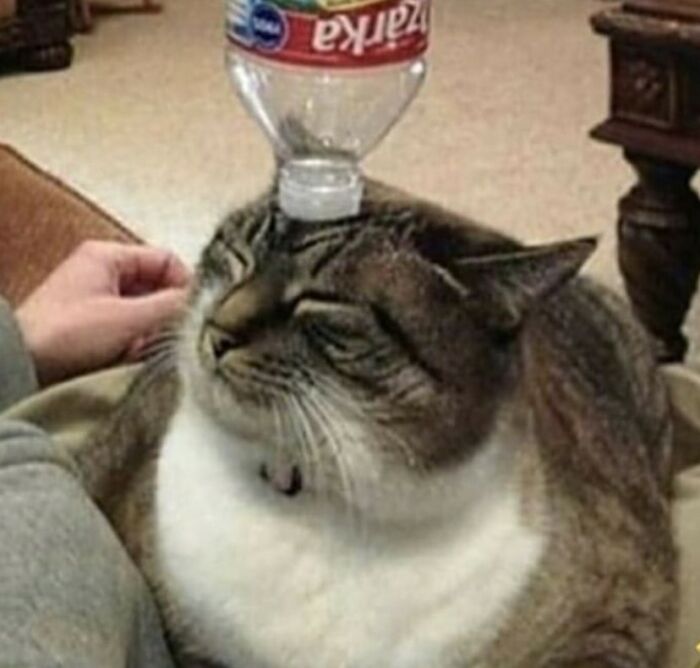 Animals With Powerful Auras