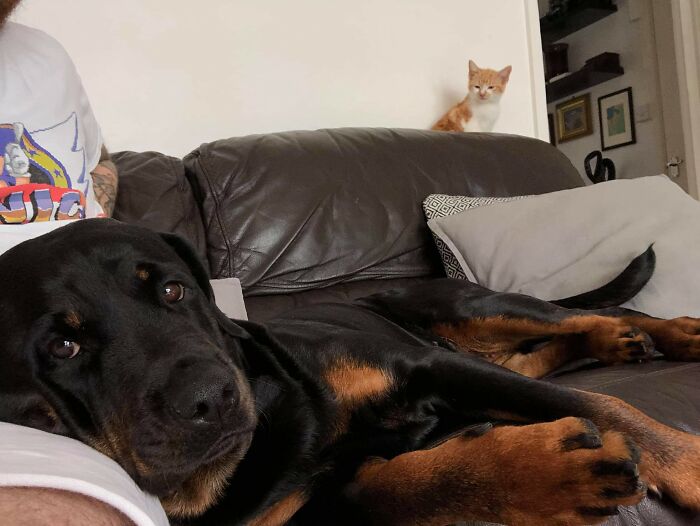 Animals With Powerful Auras