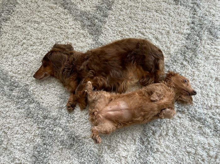 Animals With Powerful Auras