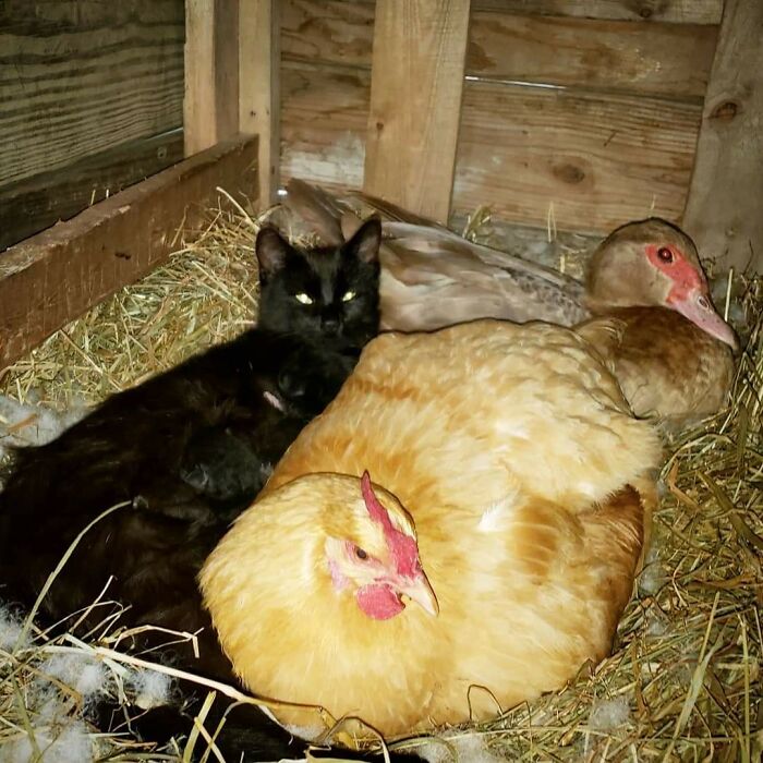 Animals With Powerful Auras