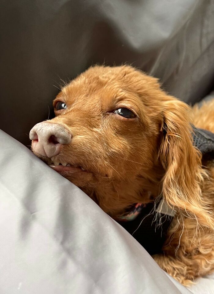 Animals With Powerful Auras