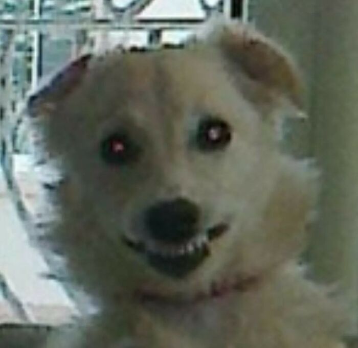 Animals With Powerful Auras