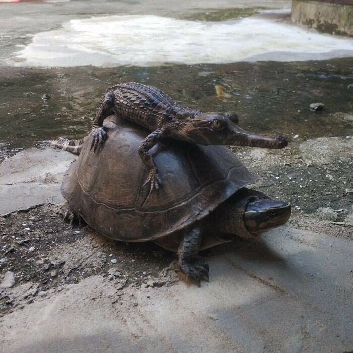 Animals With Powerful Auras